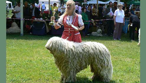 Komondor dijak