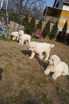 komondor kiskutya