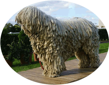 Pasa Komondor