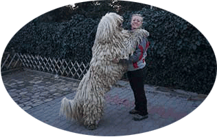 Pasa komondor